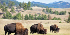 Meet-me-at-the-Black-Hills